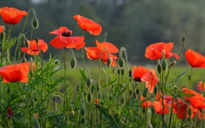 On this Remembrance Day. Lest we forget.